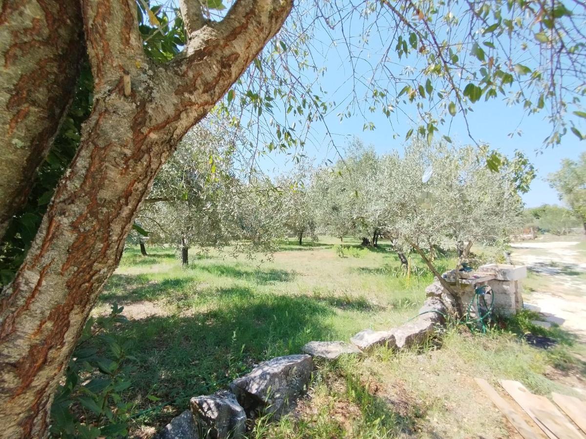 Marti'S House In The Olive Grove Διαμέρισμα Fažana Εξωτερικό φωτογραφία