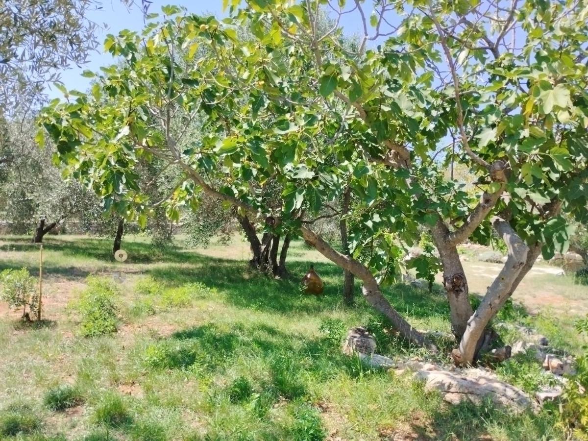 Marti'S House In The Olive Grove Διαμέρισμα Fažana Εξωτερικό φωτογραφία