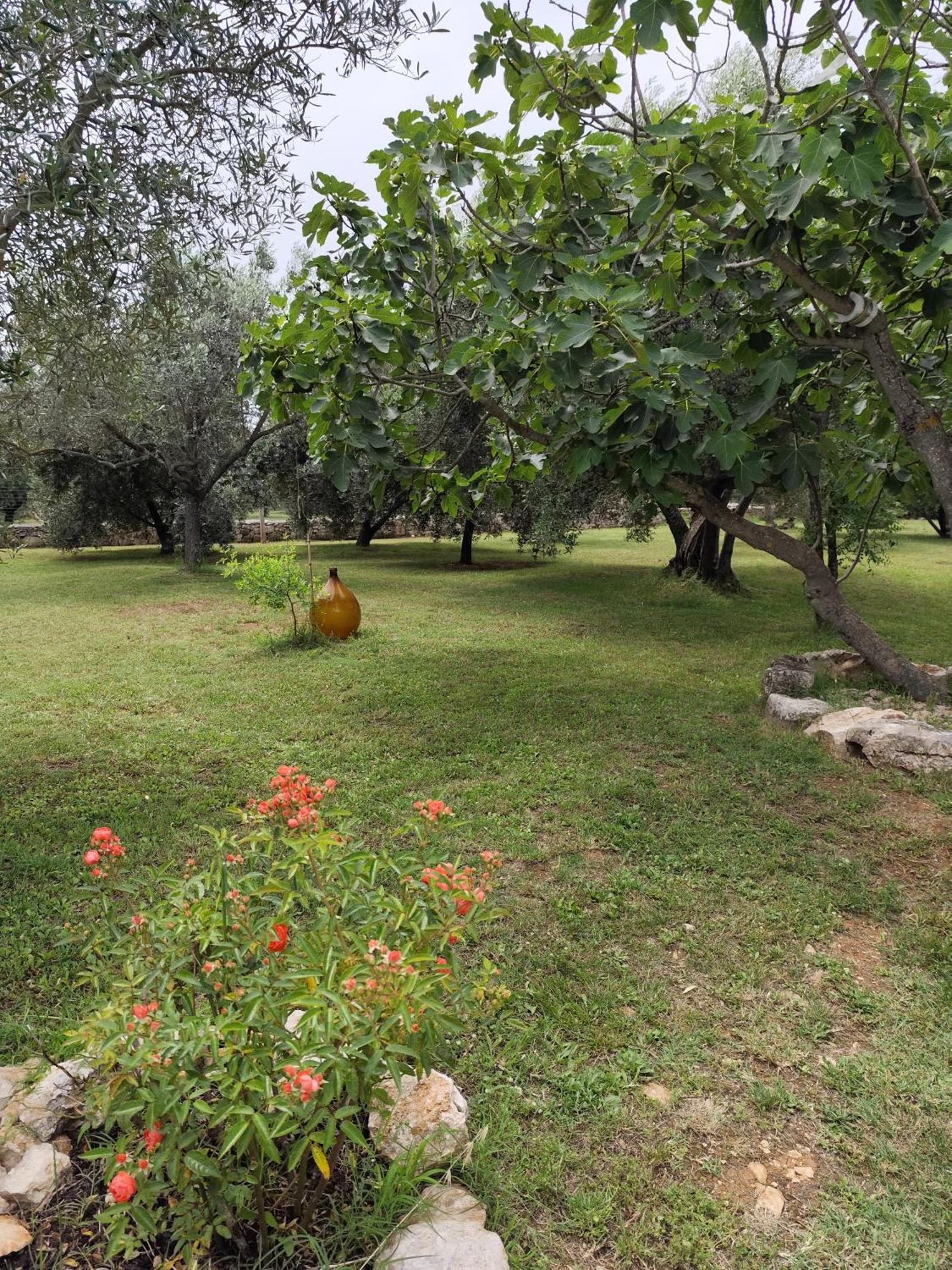 Marti'S House In The Olive Grove Διαμέρισμα Fažana Εξωτερικό φωτογραφία