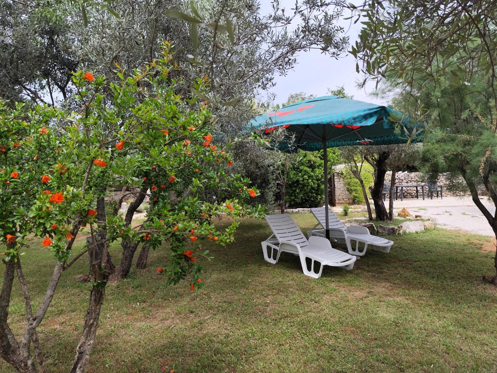Marti'S House In The Olive Grove Διαμέρισμα Fažana Εξωτερικό φωτογραφία